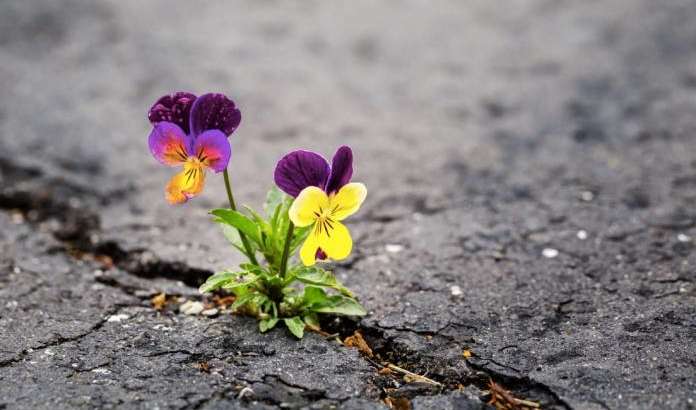 Possediamo un dono prezioso: la Resilienza!